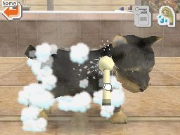a screenshot showing a dog in Nintendogs getting washed and groomed.